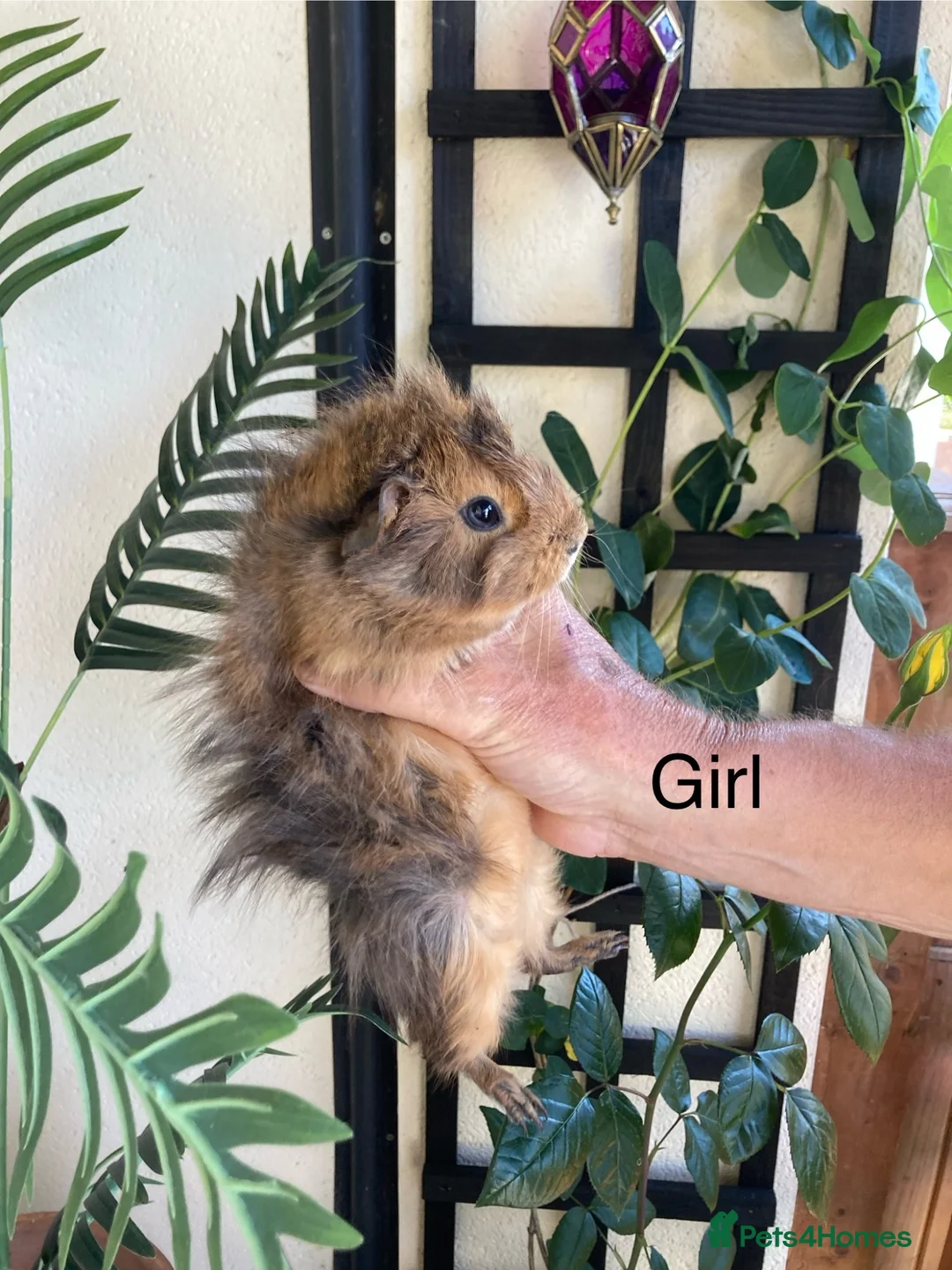 Guinea Pig rodents for sale: 5 gorgeous 🐹 Guinea pigs  - Advert 19
