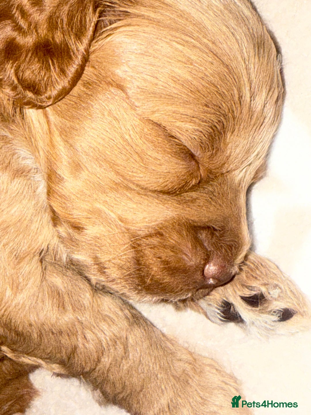 Cockapoo dogs for sale: Stunning babies ready for new homes - Advert 9