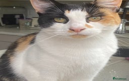 Mixed Breed cats for sale: Gorgeous little lady needs new home - Image 3