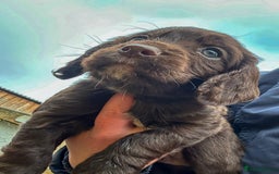 Cocker Spaniel dogs for sale: Two stunning chocolate cocker male pups available - Image 4