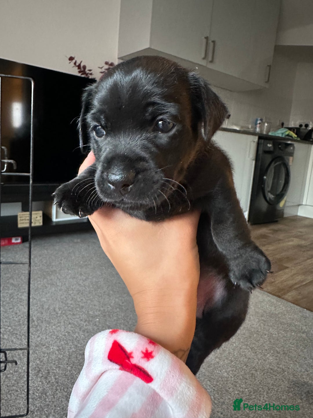 Jack Russell dogs for sale: Beautiful Jack Russell Puppies  - Image 16