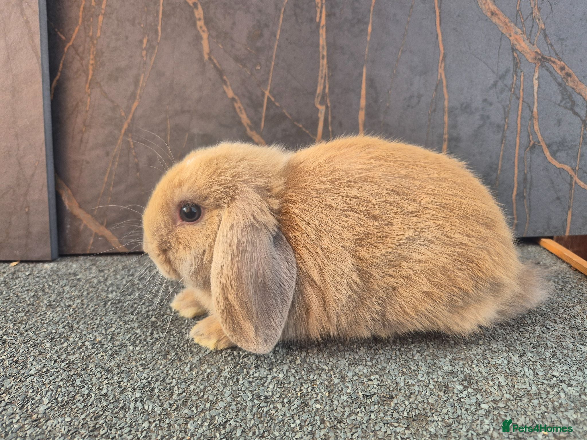 Mini Lop rabbits ❤️last 2 exceptional boys 💙  - Advert 8