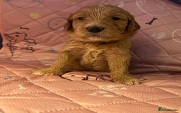 Goldendoodle dogs for sale: Beautiful F2 Goldendoodle Puppies  - Advert 5