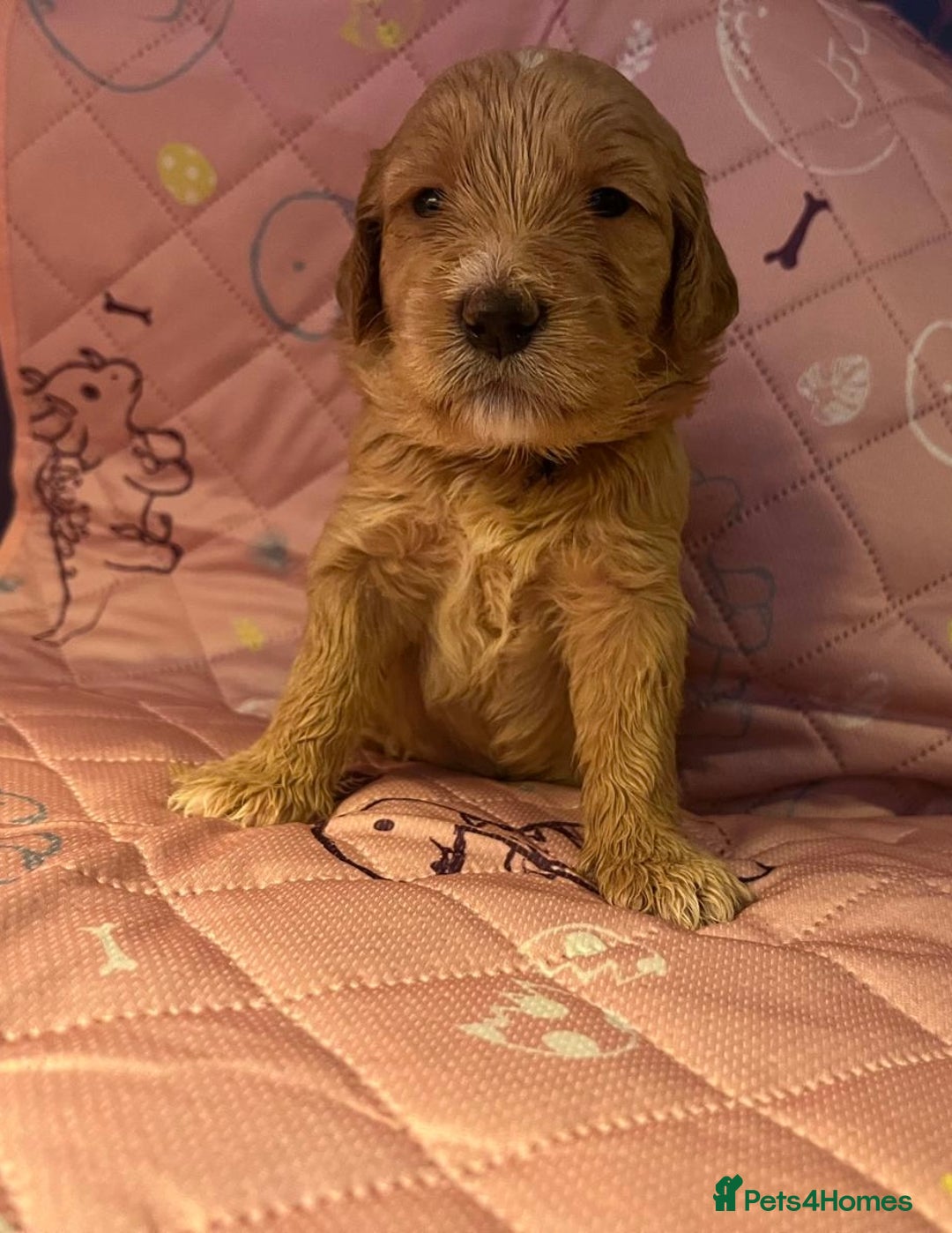 Goldendoodle dogs for sale: Beautiful F2 Goldendoodle Puppies  - Advert 5