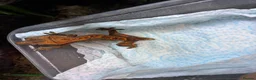 Gecko reptiles for sale: Baby Crested Geckos in Plymouth - Advert 6
