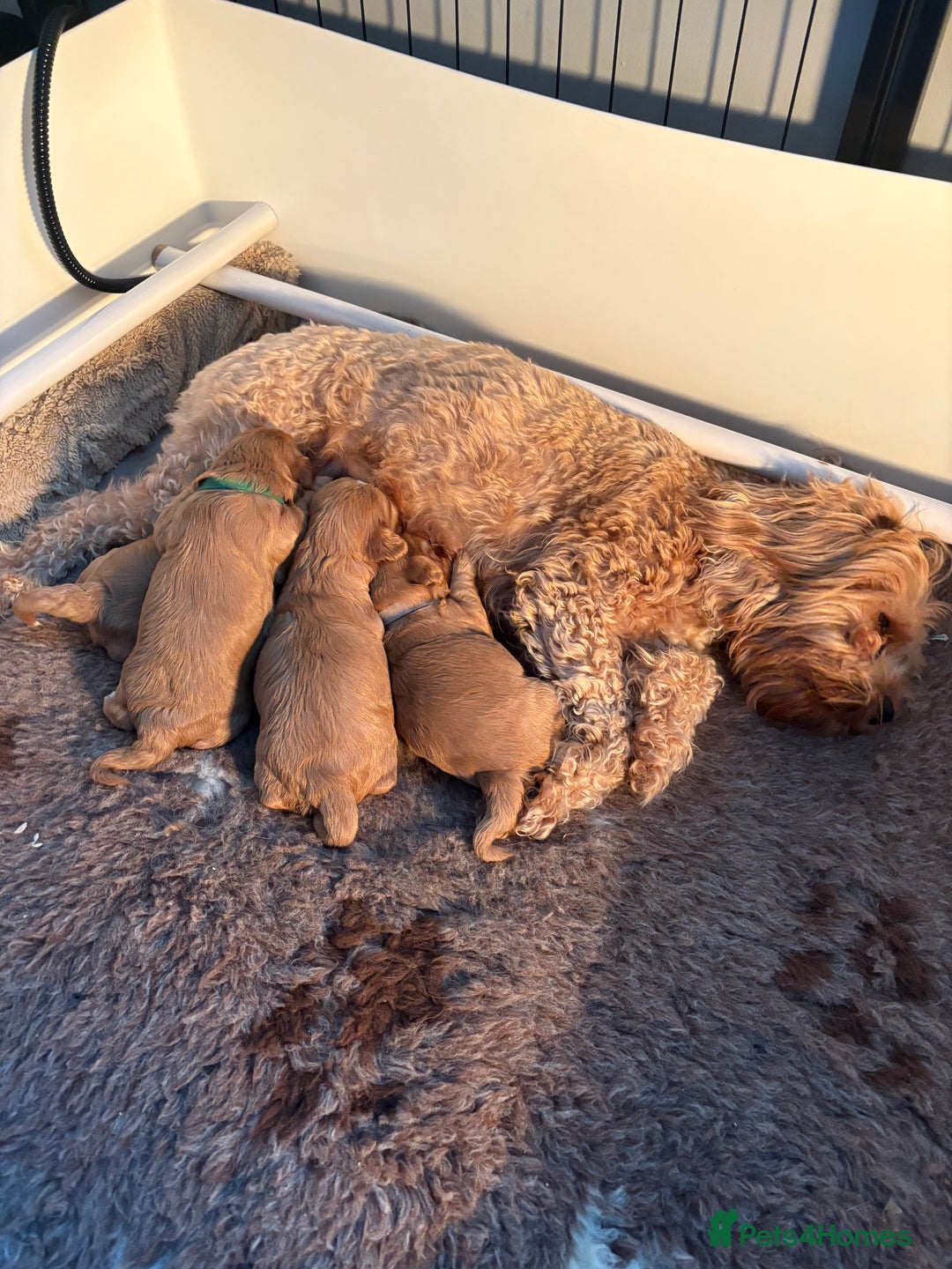 Cavapoo dogs for sale: Beautiful F1b red Cavapoo’s  - Advert 3