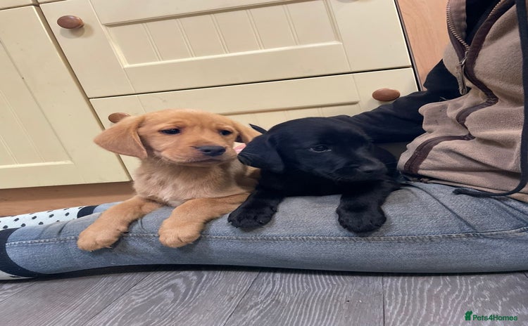 Labrador Retriever dogs - Advert 2