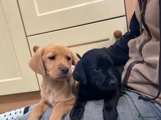 Labrador Retriever dogs - Advert 27