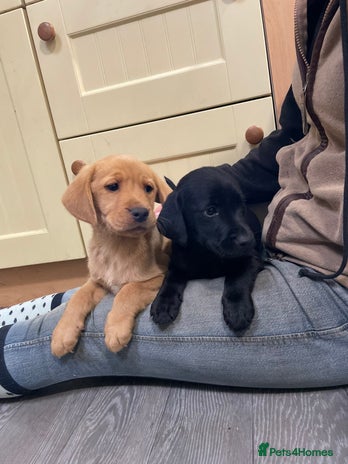 Labrador Retriever dogs - Advert 12