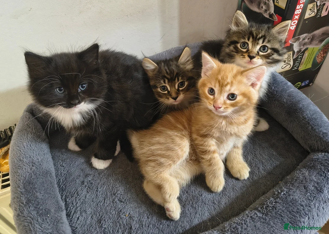 Mixed Breed cats for sale: 4 BEAUTIFUL KITTENS FOR SALE  - Advert 1