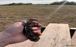 Python Snake reptiles for sale: Mr CA$Hly🐍 (trained snake with bundle)  - Image 2