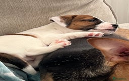 Mixed Breed dogs for sale: Jack Russell boys - Image 3