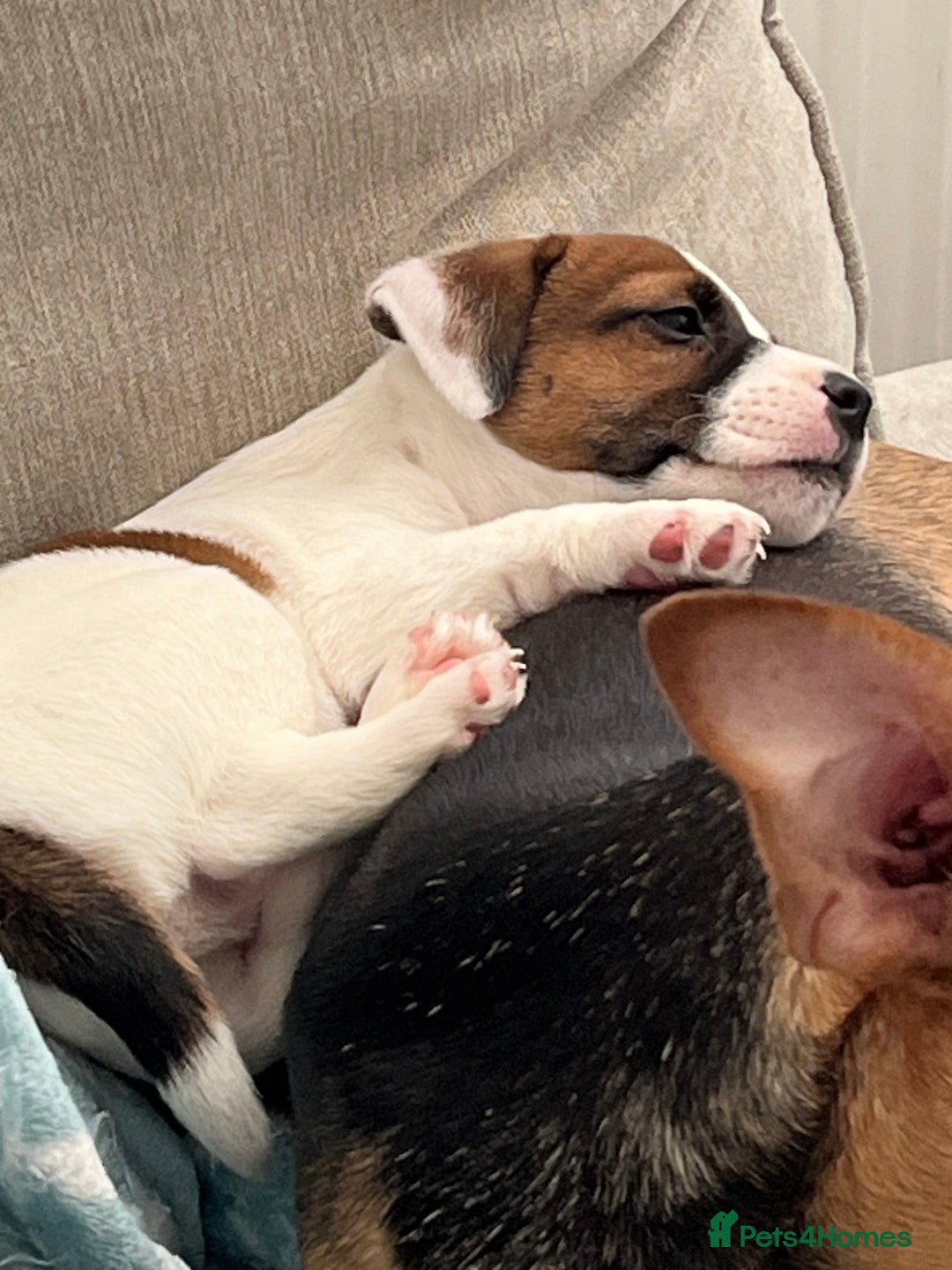 Mixed Breed dogs for sale: Jack Russell boys - Image 3