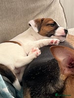 Mixed Breed dogs - Advert 9