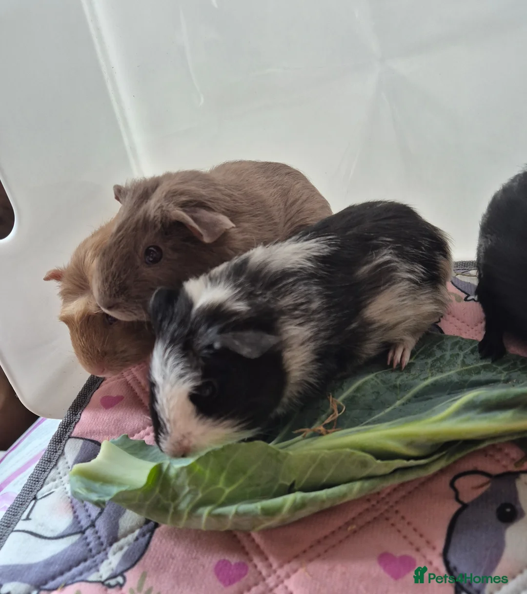 Guinea Pig rodents for sale: Beautiful Baby Boys - Advert 2