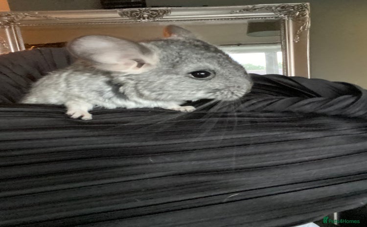 Chinchilla rodents - Advert 4