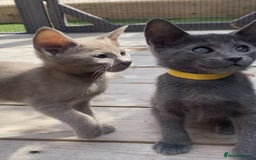 Mixed Breed cats for sale: Oriental X Siamese  - Image 13