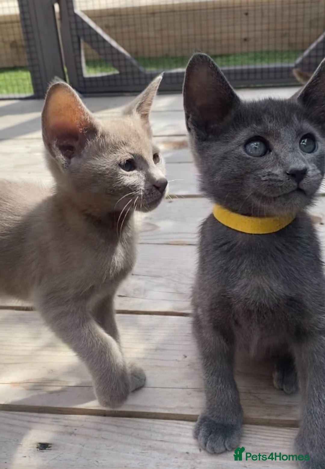 Mixed Breed cats for sale: Oriental X Siamese  - Image 13