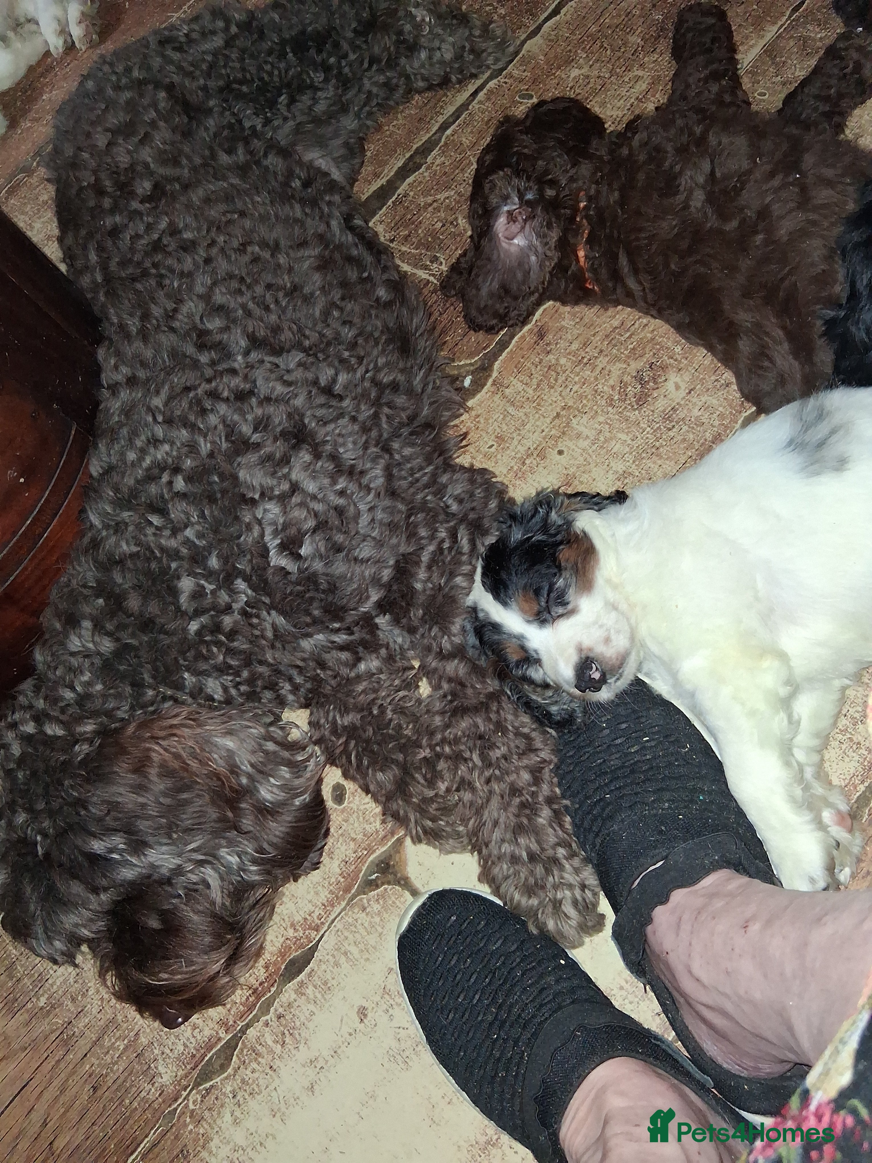 Cockapoo dogs Ready next weekend stunning  f2b cockerpoo males. - Advert 4