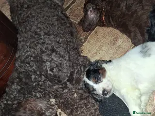 Cockapoo dogs Ready next weekend stunning f2b cockerpoo males. - Advert 4