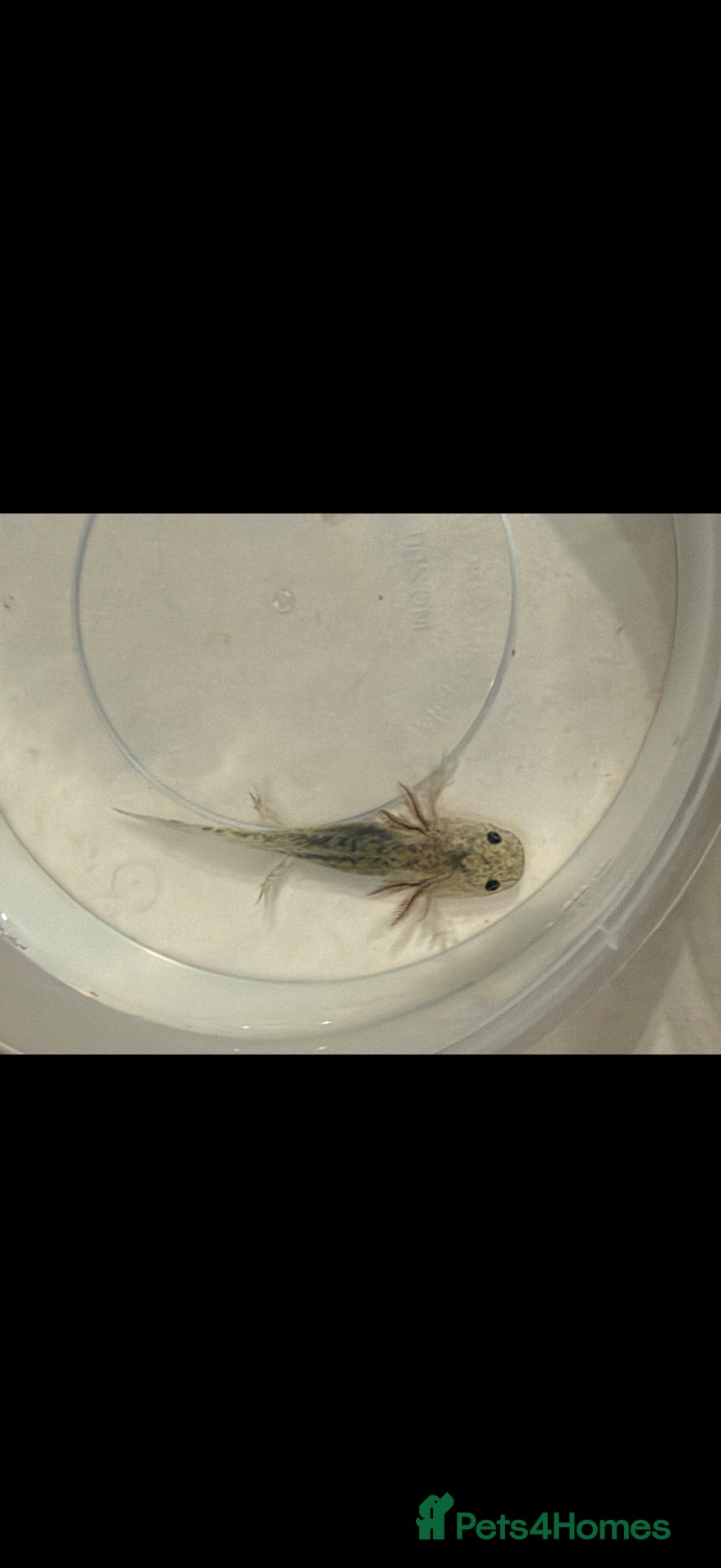 Axolotl reptiles Baby axolotls - Advert 1