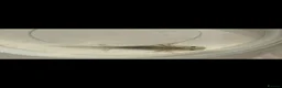 Axolotl reptiles for sale: Baby axolotls in Birmingham - Advert 1