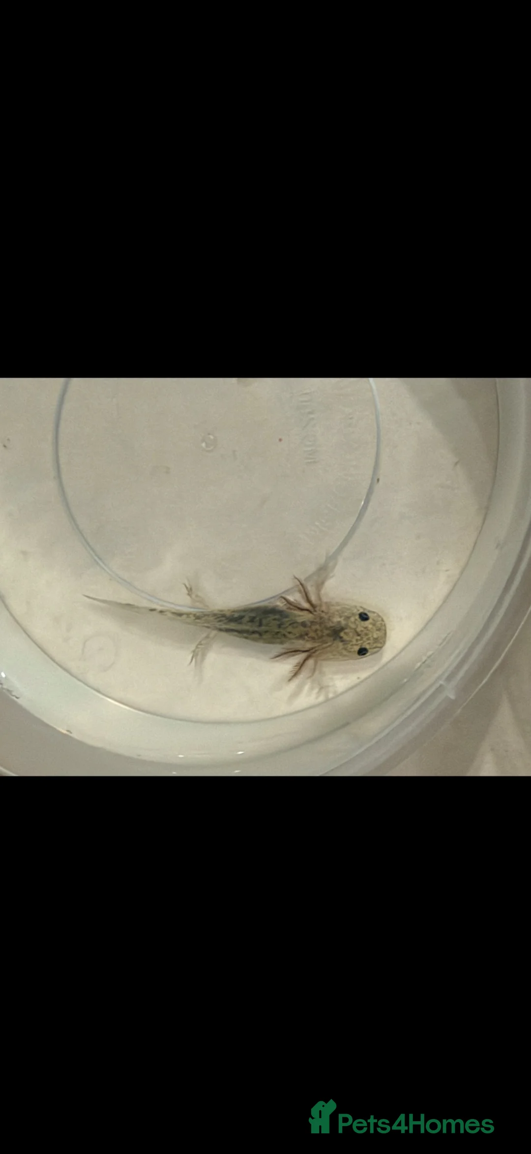 Axolotl reptiles for sale: Baby axolotls in Birmingham - Advert 1