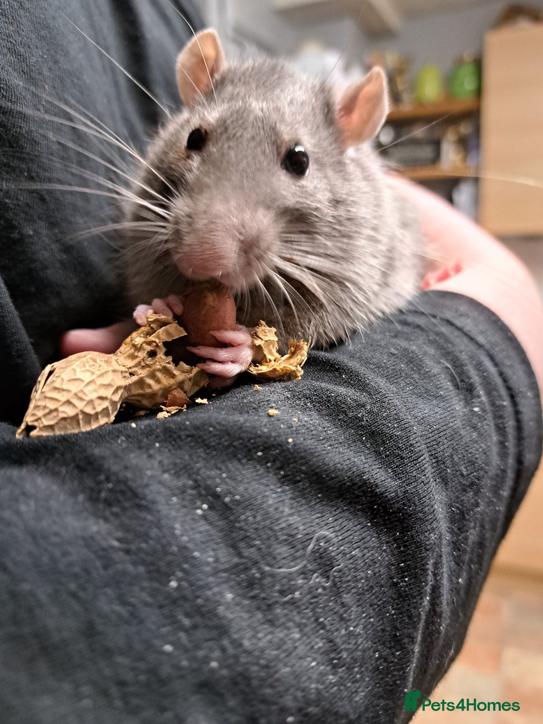 Rat rodents for sale: 2 male rats and cage  - Advert 4