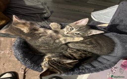 Mixed Breed cats for sale: 2 female kittens  - Image 1