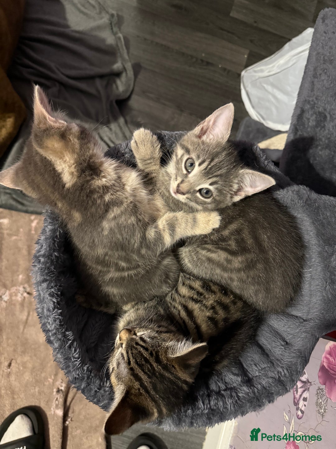 Mixed Breed cats for sale: 2 female kittens  - Image 1
