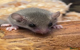 Mouse rodents for sale: 10 weeks old baby squirrels - Image 12