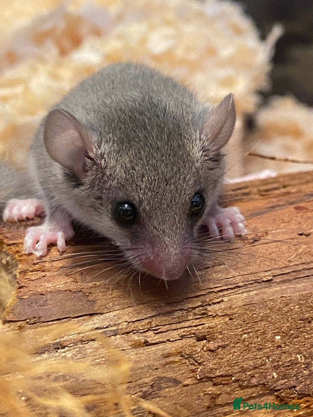Mouse rodents for sale: 10 weeks old baby squirrels - Image 12