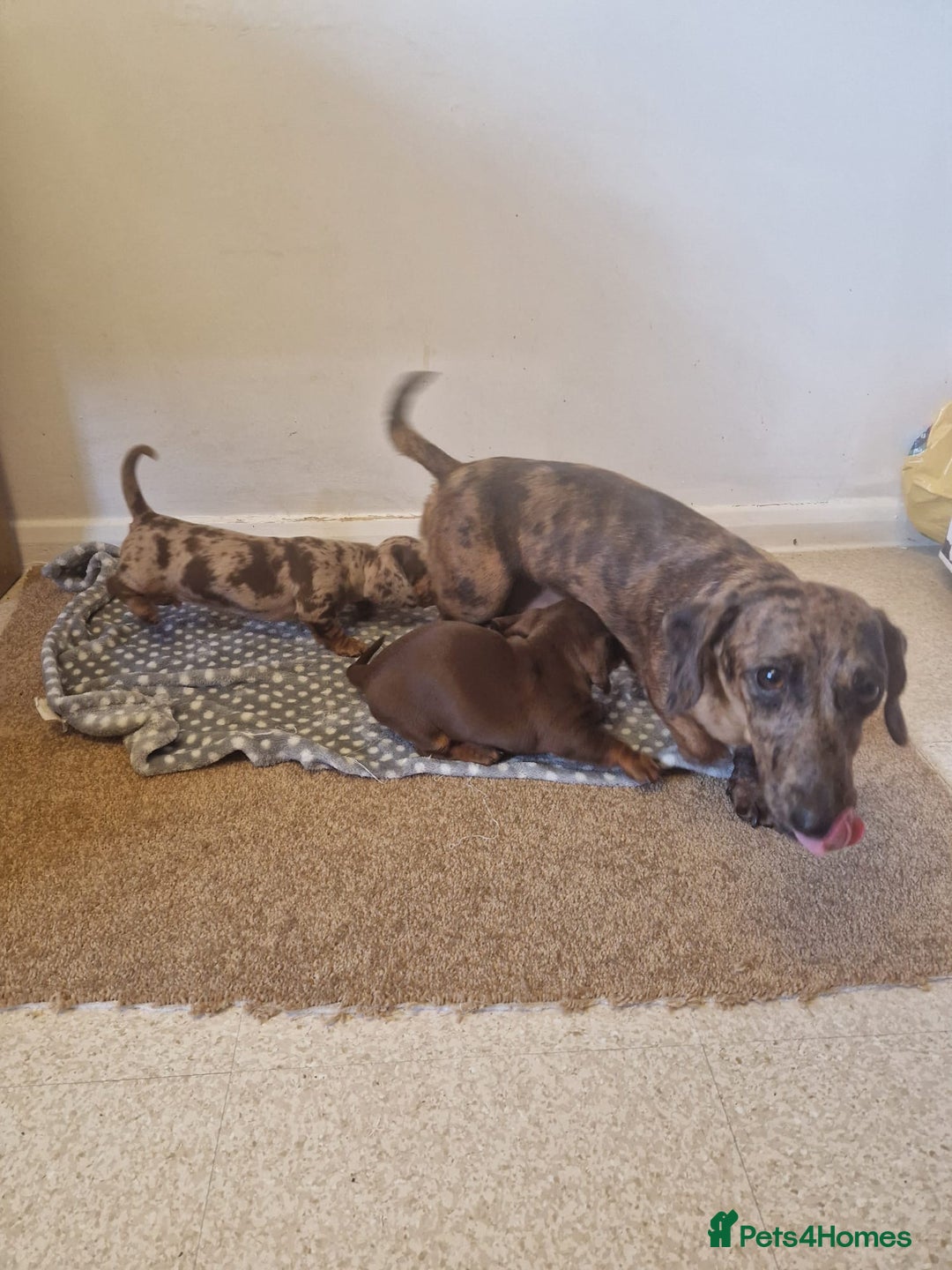 Miniature Dachshund dogs for sale: Chocolate Isabelle dapple miniature dachshund - Image 12