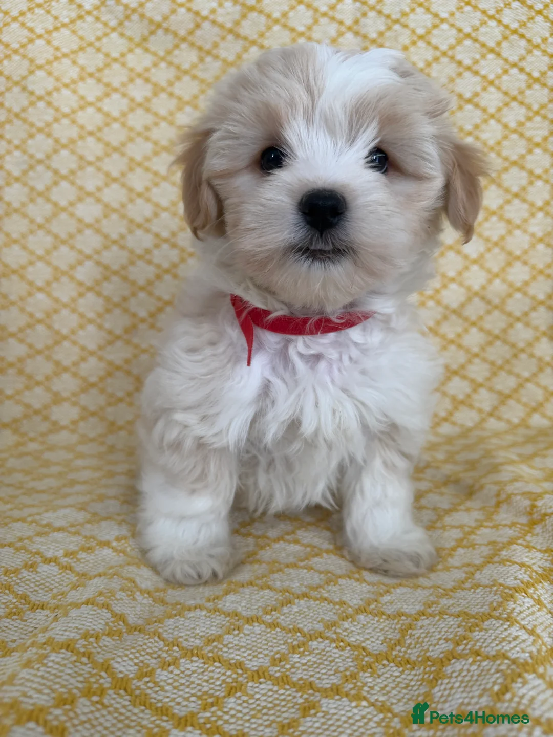 Maltipoo dogs for sale: Beautiful happy health tested Maltipoo fur babies  - Advert 7