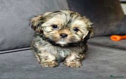 Shih Tzu dogs for sale: Shih Tzu Boys ready now - Image 6