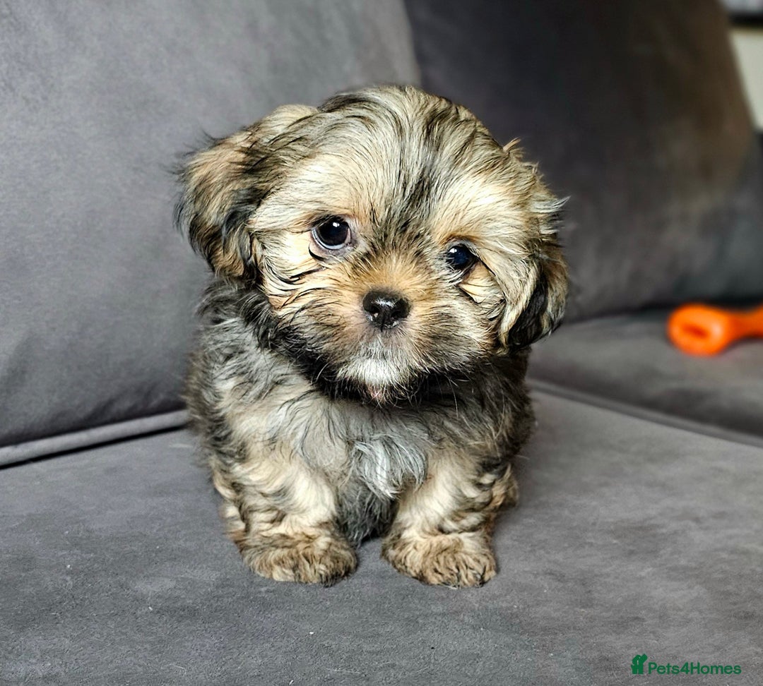 Shih Tzu dogs for sale: Shih Tzu Boys ready now - Image 6