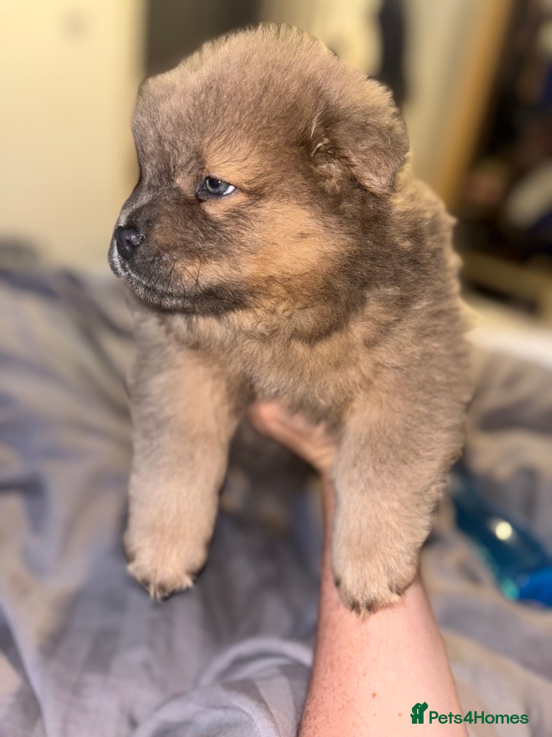 Chow Chow dogs for sale: Merle Chow Chow Pups 🐻 - Image 28