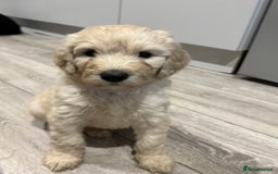 Goldendoodle dogs for sale: Golden doodle F1B stunning puppies  - Image 11