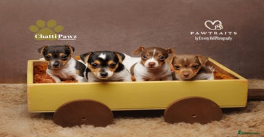 Jack Russell dogs - Advert 7