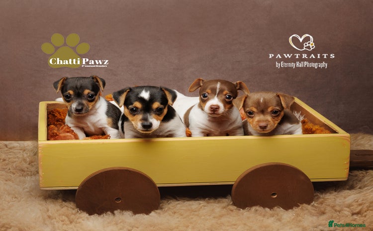 Jack Russell dogs - Advert 1