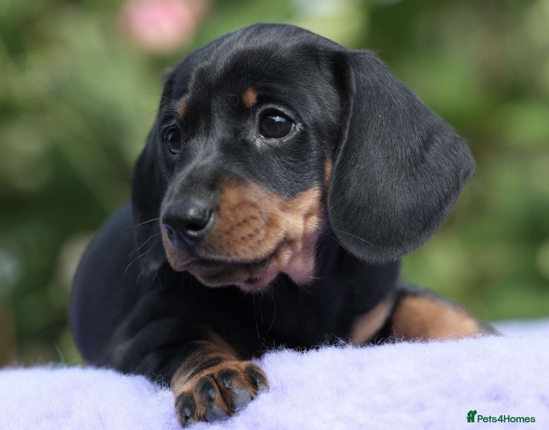 Miniature Dachshund dogs for sale: ✨Quality Miniature Dachshunds✨ - Image 2