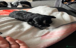 Mixed Breed dogs for sale: Maltese cross Chinese crested puppies for sale - Image 7