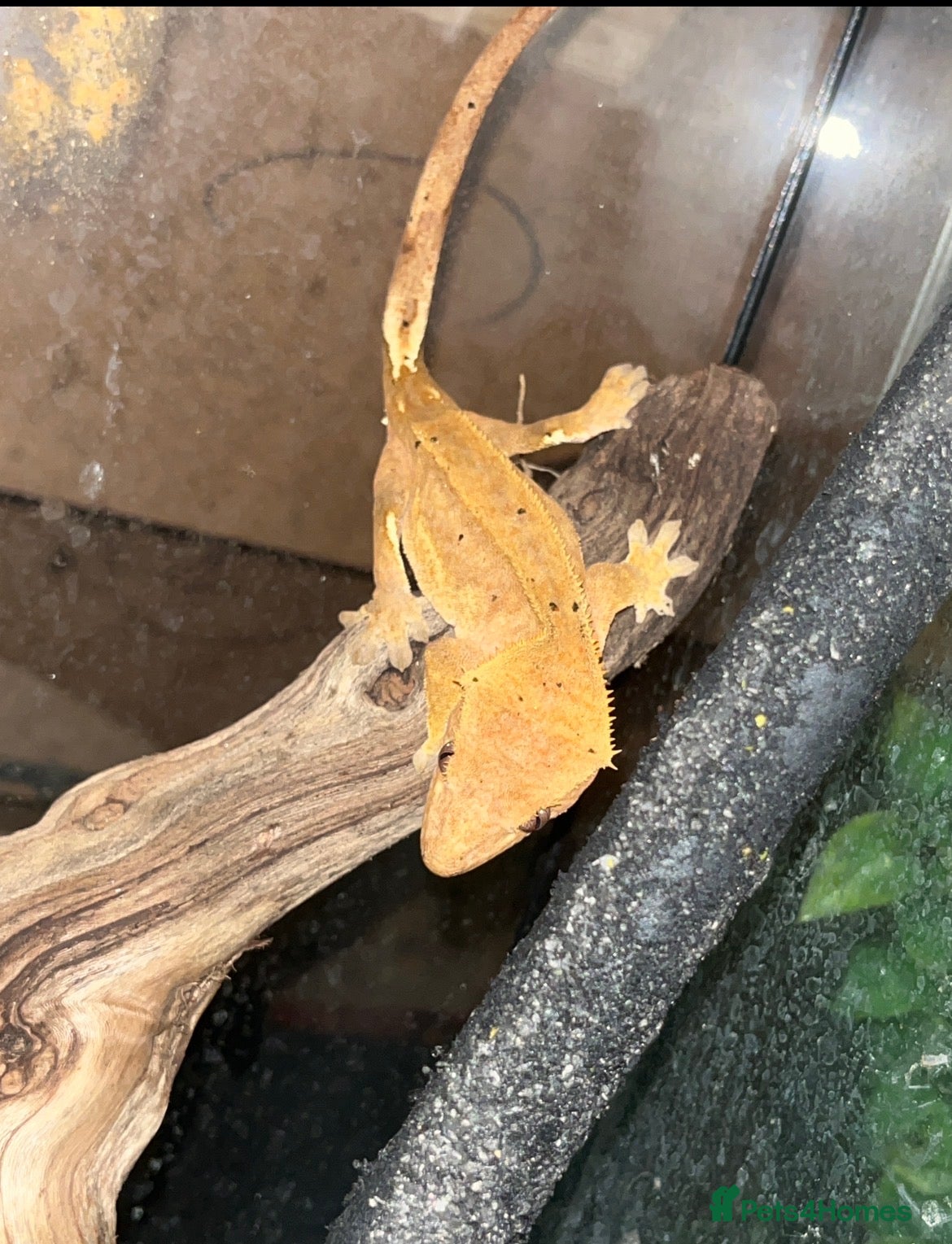 Gecko reptiles Orange Dalmation Crested gecko - Advert 1