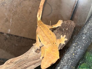 Gecko reptiles Orange Dalmation Crested gecko - Advert 1