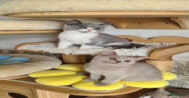 British Shorthair cats - Advert 5