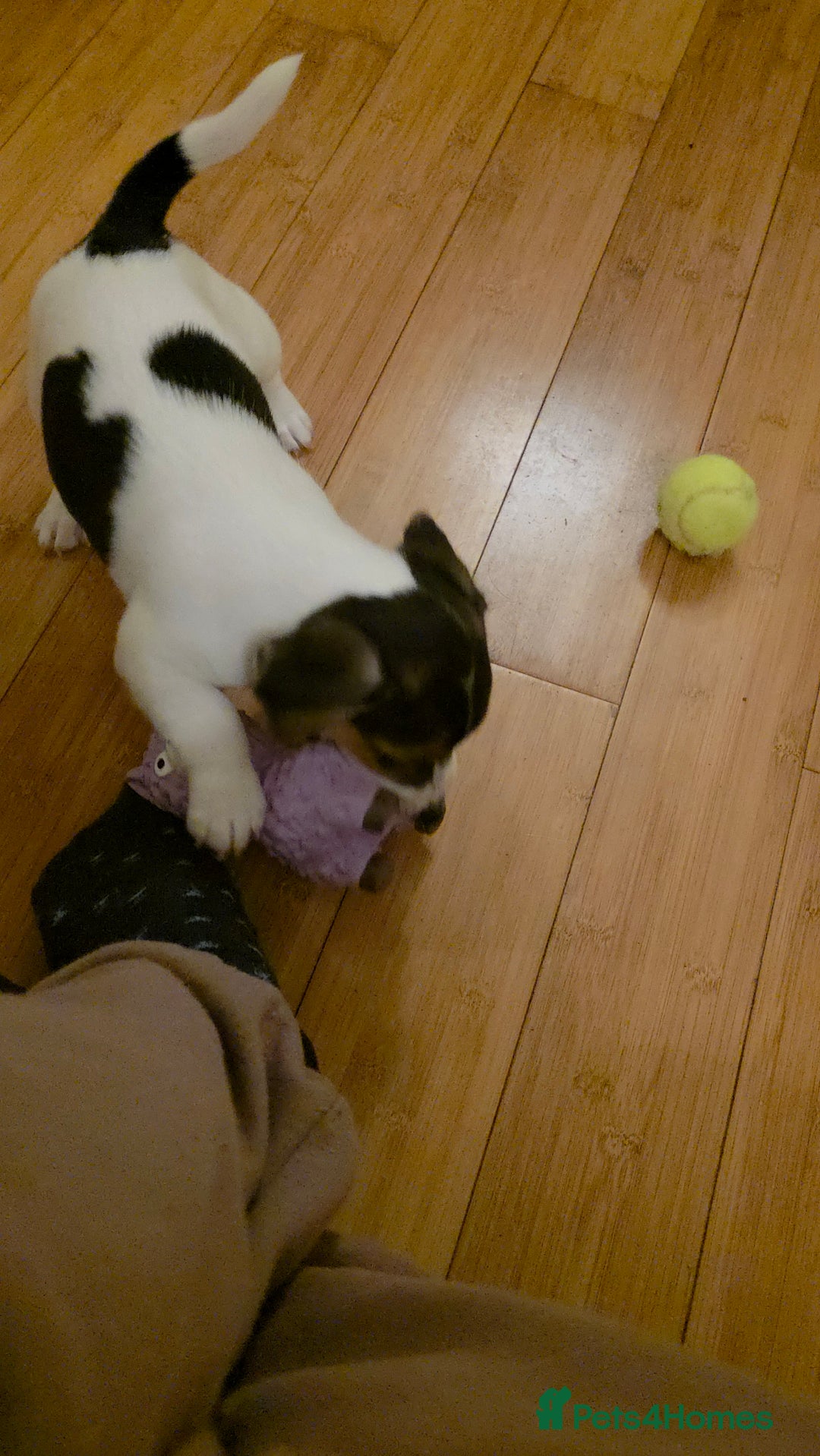 Jack Russell dogs for sale: URGENT: A Little Gentleman in Need of a Loving🏠 - Advert 3