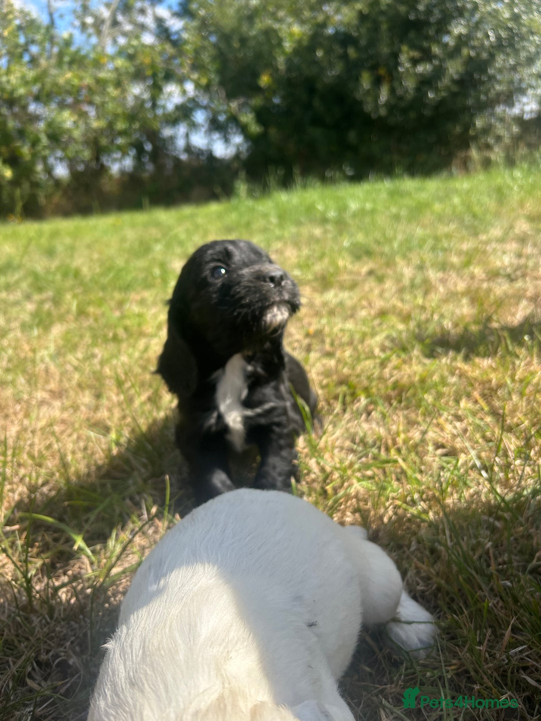 Sprocker dogs for sale: Sprocker puppies - Image 2