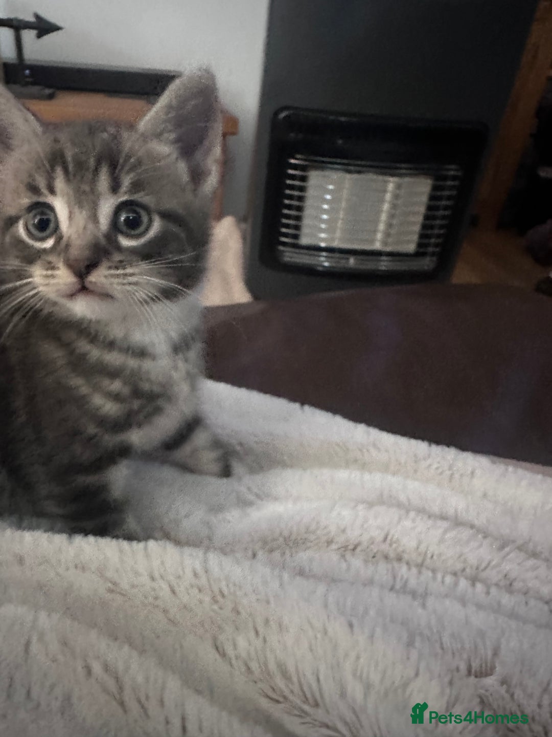 Mixed Breed cats for sale: 3 little grey cuties  - Advert 20