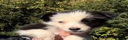 Border Collie dogs for sale: Freyasway Border Collie Puppies - Advert 5