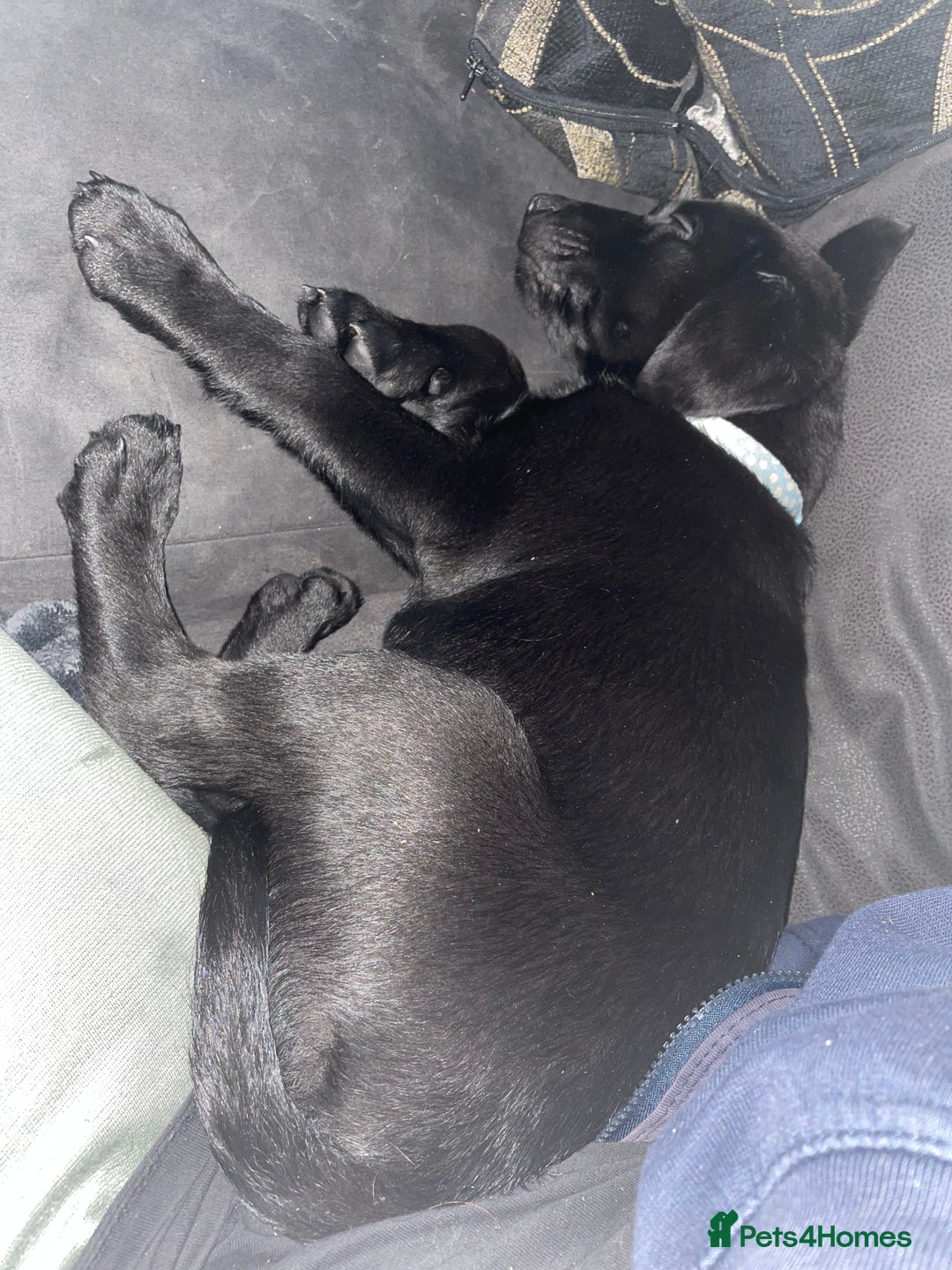 Mixed Breed dogs for sale: 2 beautiful nearly 6 month girls  - Advert 15